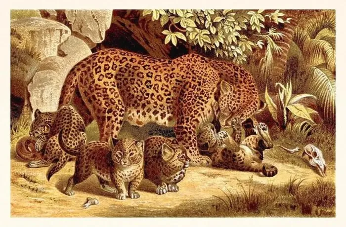 Framed Print : Panther and Cubs. Antique book illustration by Brehm, Alfred Edmund, 1829-1884 Framed Print : Panther and Cubs. Antique book illustration by Brehm, Alfred Edmund, 1829-1884
