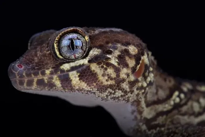 Framed Print : Panther gecko (Paroedura picta) Framed Print : Panther gecko (Paroedura picta)