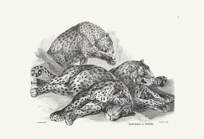 Framed Print : Panther illustration. Plate from a vintage book of engravings by Sir Edwin Landseer Framed Print : Panther illustration. Plate from a vintage book of engravings by Sir Edwin Landseer