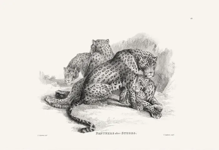 Framed Print : Panther illustration. Plate from a vintage book of engravings by Sir Edwin Landseer Framed Print : Panther illustration. Plate from a vintage book of engravings by Sir Edwin Landseer