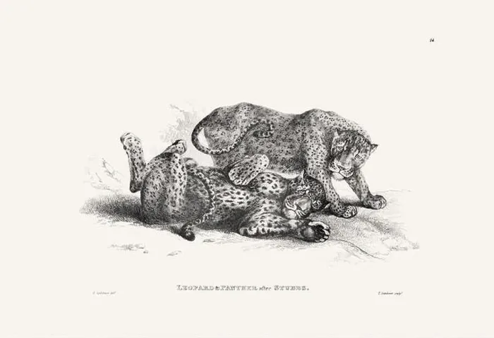 Framed Print : Panther illustration. Plate from a vintage book of engravings by Sir Edwin Landseer Framed Print : Panther illustration. Plate from a vintage book of engravings by Sir Edwin Landseer