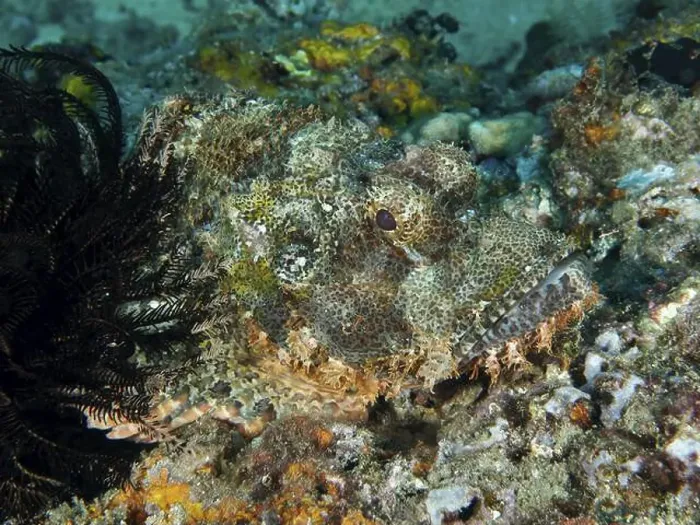Framed Print : A Papuan scorpionfish (Scorpaenopsis papuensis) blends into the jagged seabed and is barely visible Framed Print : A Papuan scorpionfish (Scorpaenopsis papuensis) blends into the jagged seabed and is barely visible
