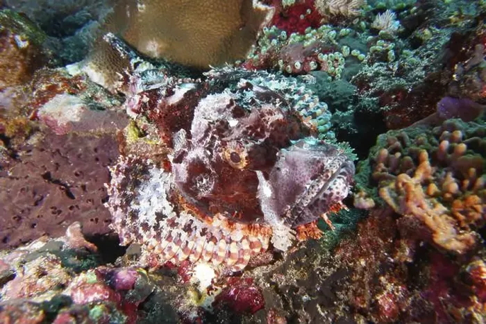 Framed Print : A Papuan scorpionfish (Scorpaenopsis papuensis) hidden in a colourful reef environment Framed Print : A Papuan scorpionfish (Scorpaenopsis papuensis) hidden in a colourful reef environment