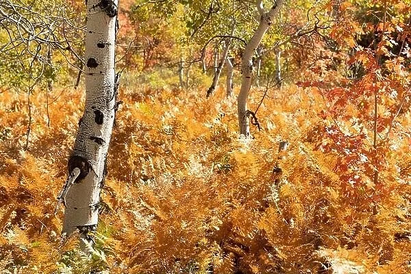 Par City, Utah, USA fall foliage with ferns and birch trees