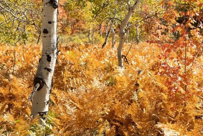 Framed Print : Par City, Utah, USA fall foliage with ferns and birch trees Framed Print : Par City, Utah, USA fall foliage with ferns and birch trees