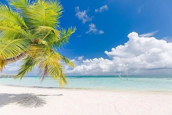 Paradise island, luxury beach landscape with white sand green palm leaves and blue sky. Tropical beach scene, vacation or summer holiday vibes, moods