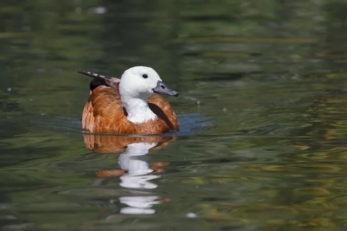 Framed Print : Paradise shelduck, Auckland, New Zealand, November 2015 Framed Print : Paradise shelduck, Auckland, New Zealand, November 2015