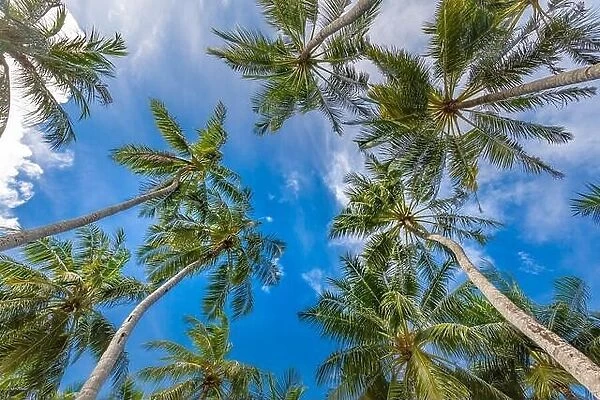 Paradise sunny beach with palm tree leaves, trunk under blue sky. Summer vacation and tropical beach concept, looking up, positive thinking