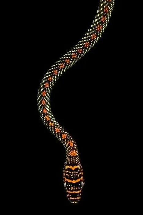 Framed Print : Paradise tree snake (Chrysopelea paradisi) Framed Print : Paradise tree snake (Chrysopelea paradisi)
