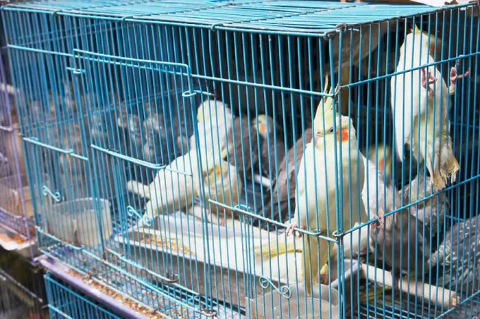 Framed Print : Parakeets In Cages, Mongkok Framed Print : Parakeets In Cages, Mongkok