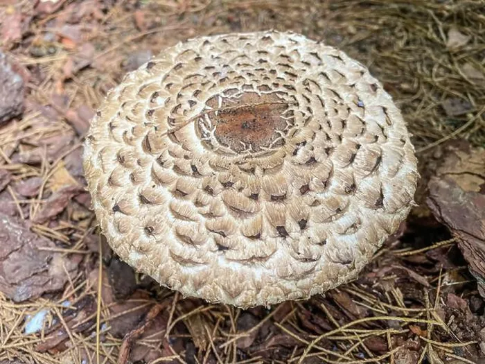 Framed Print : Parasol mushroom (Macrolepiota procera) is a basidiomycete fungus with a large Framed Print : Parasol mushroom (Macrolepiota procera) is a basidiomycete fungus with a large