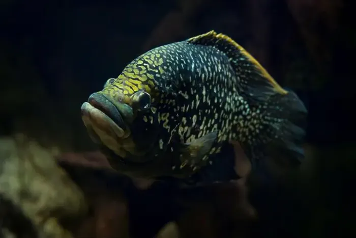 Framed Print : Paratilapia polleni - black diamond cichlid fish