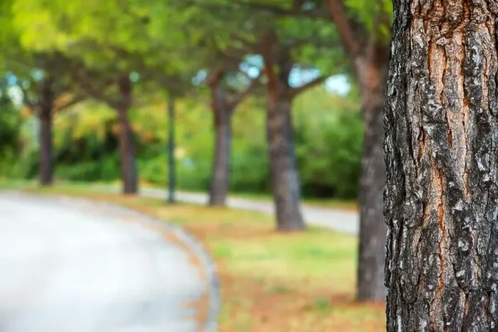Framed Print : Park tree and defocused blur background, abstract summer and nature backdrop Framed Print : Park tree and defocused blur background, abstract summer and nature backdrop