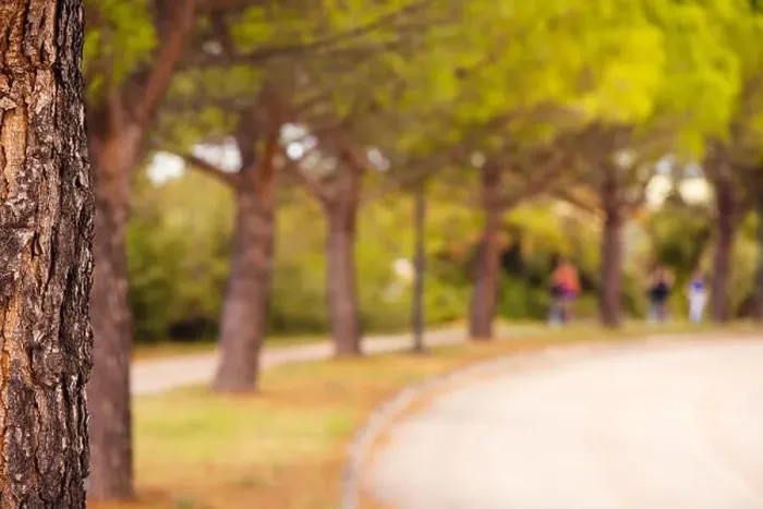 Framed Print : Park tree and defocused blur background, abstract summer and nature backdrop Framed Print : Park tree and defocused blur background, abstract summer and nature backdrop