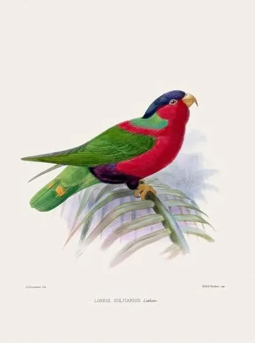 Framed Print : Parrot. Vintage bird illustration. 19th century bird art. Ca 1878 Framed Print : Parrot. Vintage bird illustration. 19th century bird art. Ca 1878