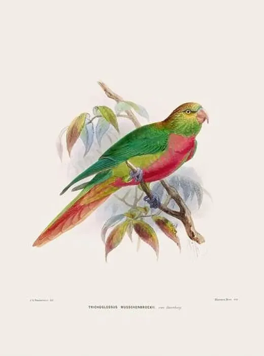 Framed Print : Parrot. Vintage bird illustration. 19th century bird art. Ca 1878 Framed Print : Parrot. Vintage bird illustration. 19th century bird art. Ca 1878