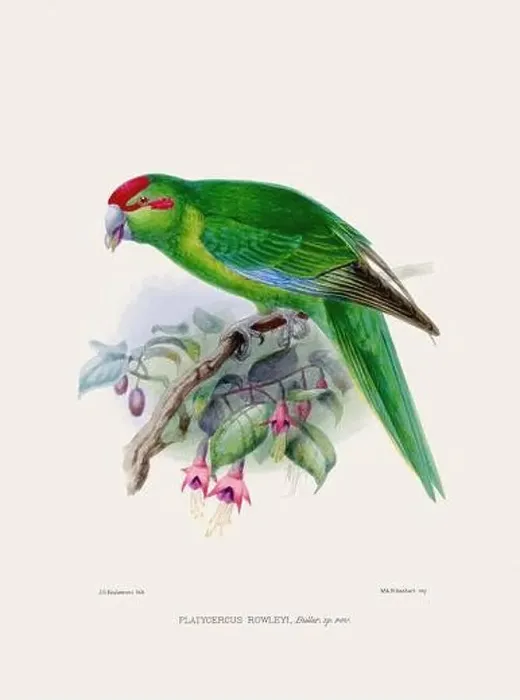 Framed Print : Parrot. Vintage bird illustration. 19th century bird art. Ca 1878 Framed Print : Parrot. Vintage bird illustration. 19th century bird art. Ca 1878