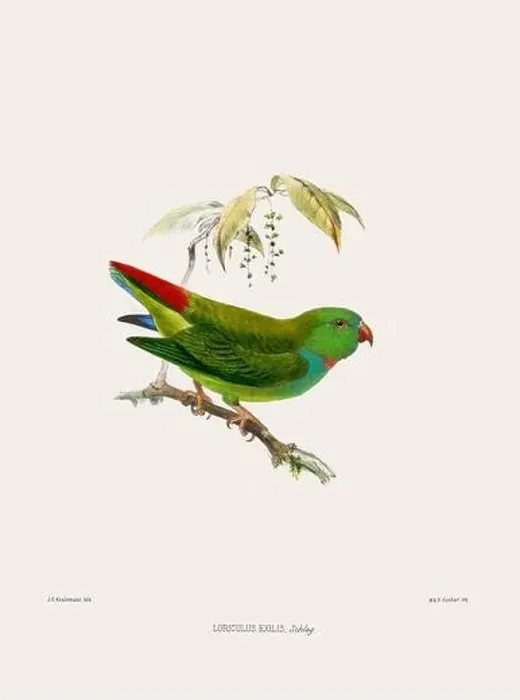 Framed Print : Parrot. Vintage bird illustration. 19th century bird art. Ca 1878 Framed Print : Parrot. Vintage bird illustration. 19th century bird art. Ca 1878