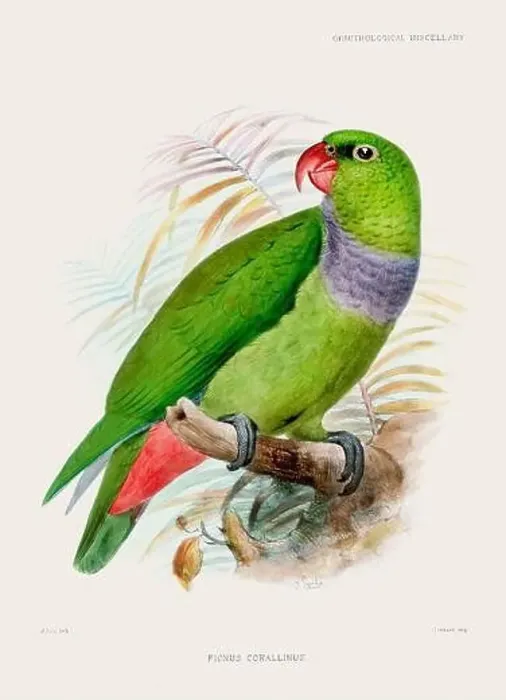 Framed Print : Parrot. Vintage bird illustration. 19th century bird art. Ca 1878 Framed Print : Parrot. Vintage bird illustration. 19th century bird art. Ca 1878