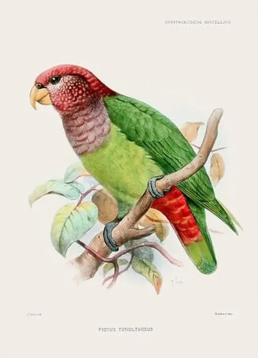 Framed Print : Parrot. Vintage bird illustration. 19th century bird art. Ca 1878 Framed Print : Parrot. Vintage bird illustration. 19th century bird art. Ca 1878