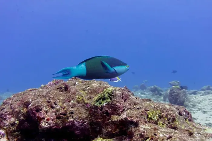 Framed Print : Parrotfish in the coral reef of Maldives island
