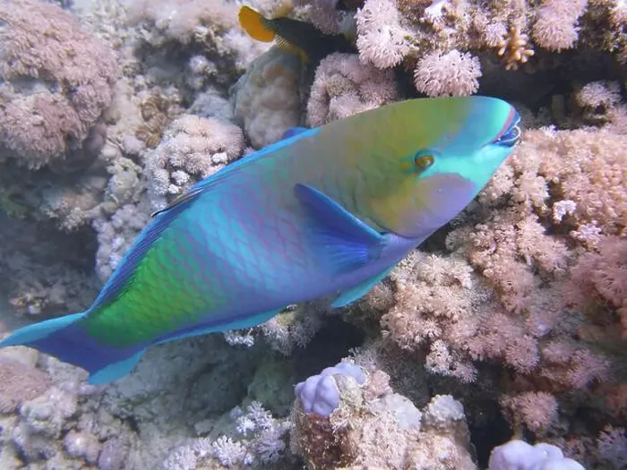 Framed Print : Parrotfish, Deep Sea Exploration 2025