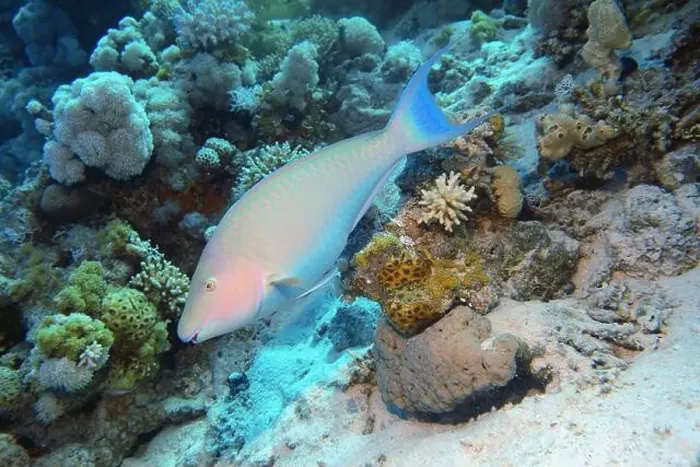 Framed Print : Parrotfish, Deep Sea Exploration 2025 Framed Print : Parrotfish, Deep Sea Exploration 2025