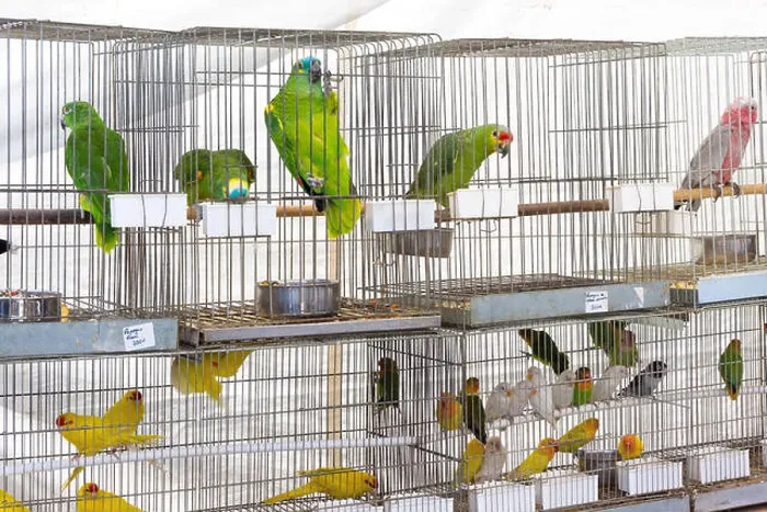 Framed Print : Parrots for sale at pet shop Framed Print : Parrots for sale at pet shop