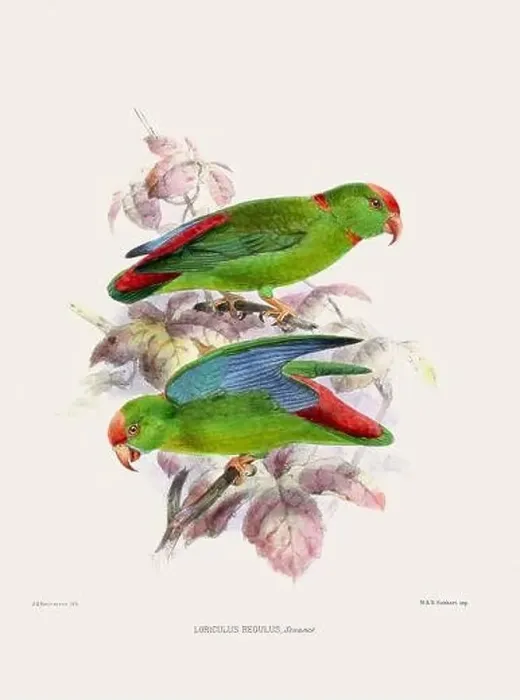 Framed Print : Parrots. Vintage bird illustration. 19th century bird art. Ca 1878 Framed Print : Parrots. Vintage bird illustration. 19th century bird art. Ca 1878