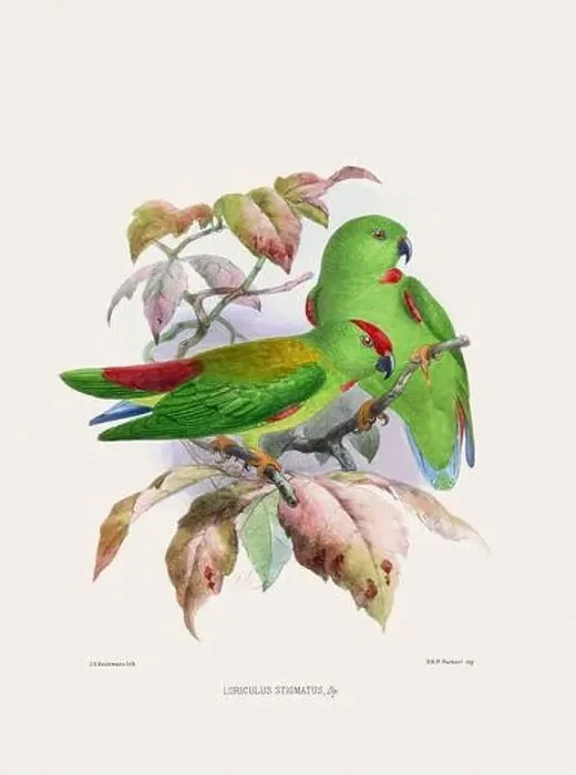 Framed Print : Parrots. Vintage bird illustration. 19th century bird art. Ca 1878 Framed Print : Parrots. Vintage bird illustration. 19th century bird art. Ca 1878
