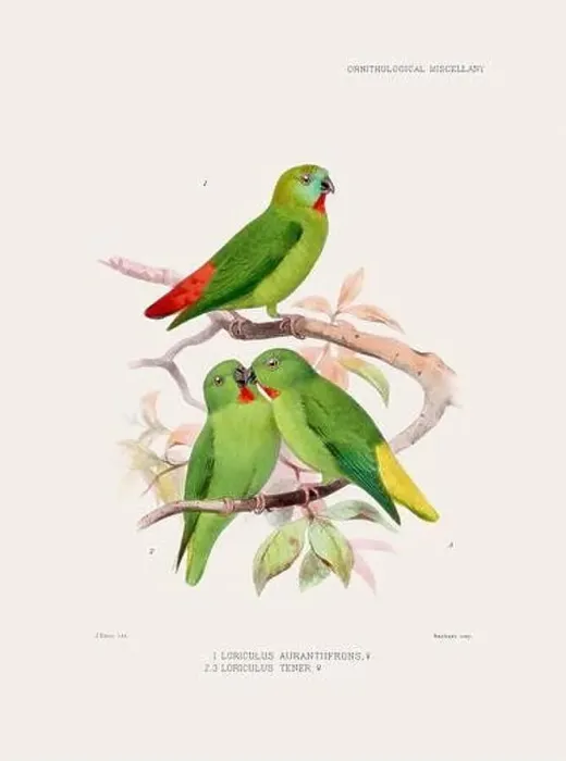 Framed Print : Parrots. Vintage bird illustration. 19th century bird art. Ca 1878 Framed Print : Parrots. Vintage bird illustration. 19th century bird art. Ca 1878