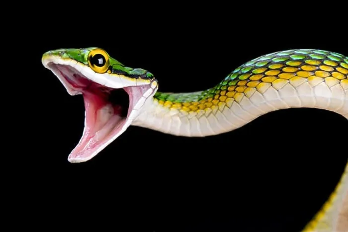 Framed Print : Parrotsnake (Leptophis ahaetulla) Framed Print : Parrotsnake (Leptophis ahaetulla)