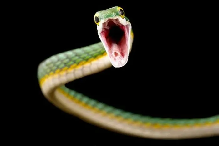 Framed Print : Parrotsnake (Leptophis ahaetulla) attacking Framed Print : Parrotsnake (Leptophis ahaetulla) attacking