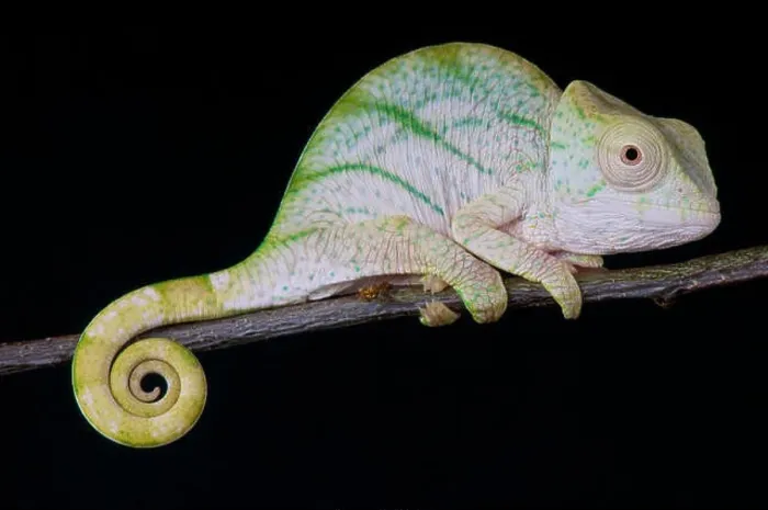 Framed Print : Parson Chameleon / Calumma parsonii Framed Print : Parson Chameleon / Calumma parsonii