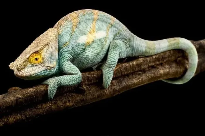 Framed Print : Parsons chameleon (Calumma parsonii) male