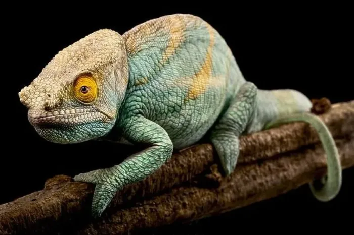 Framed Print : Parsons chameleon (Calumma parsonii) male