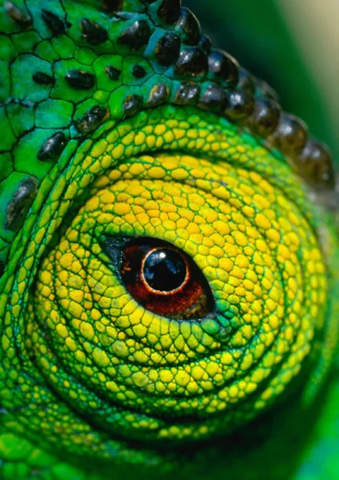 Framed Print : Parsons chameleon eye Framed Print : Parsons chameleon eye