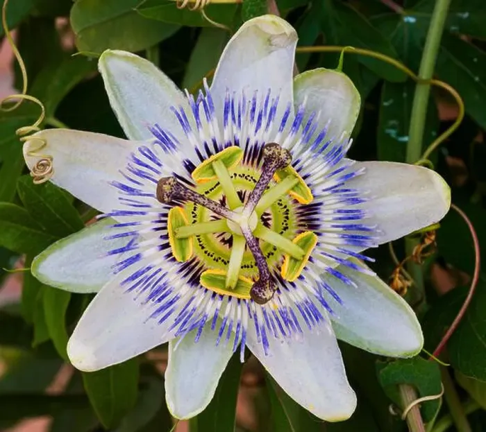Framed Print : Passiflora L. is a genus of plants of the Passifloraceae family which includes over 570 species of perennial Framed Print : Passiflora L. is a genus of plants of the Passifloraceae family which includes over 570 species of perennial
