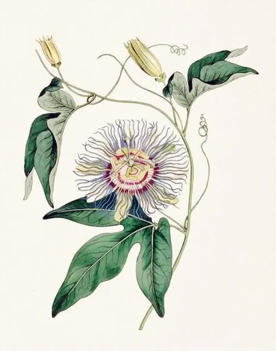 Framed Print : Passion Flower: Digital vintage-style painting of a flower on textured watercolor paper background Framed Print : Passion Flower: Digital vintage-style painting of a flower on textured watercolor paper background