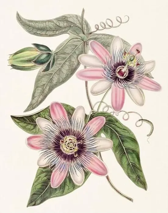 Framed Print : Passion Flower: Digital vintage-style painting of a flower on textured watercolor paper background Framed Print : Passion Flower: Digital vintage-style painting of a flower on textured watercolor paper background