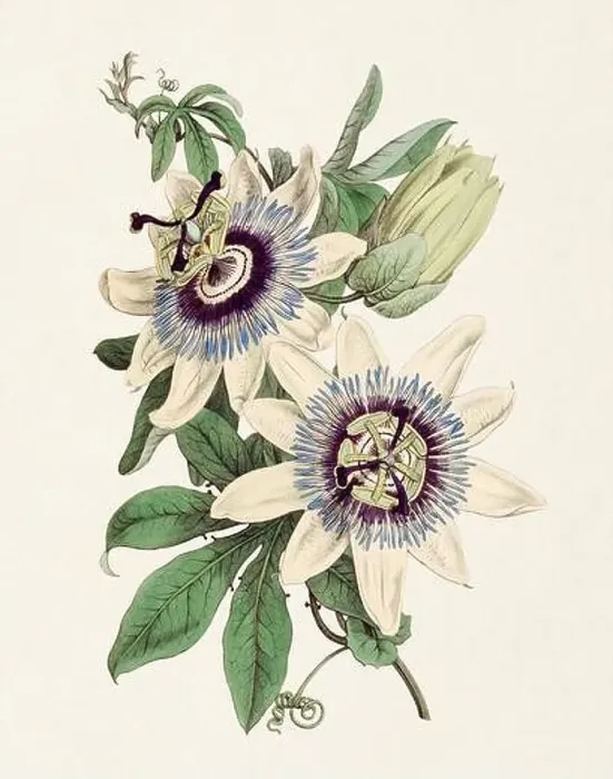 Framed Print : Passion Flower: Digital vintage-style painting of a flower on textured watercolor paper background Framed Print : Passion Flower: Digital vintage-style painting of a flower on textured watercolor paper background