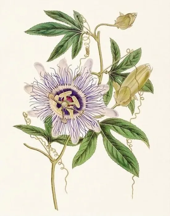 Framed Print : Passion Flower: Digital vintage-style painting of a flower on textured watercolor paper background Framed Print : Passion Flower: Digital vintage-style painting of a flower on textured watercolor paper background
