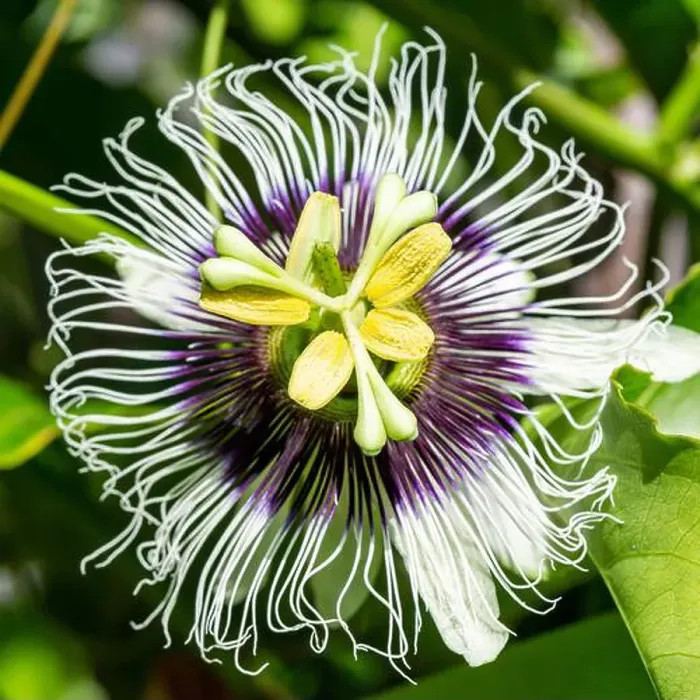 Framed Print : Passion fruit flower (passiflora edulis) and on the vine Framed Print : Passion fruit flower (passiflora edulis) and on the vine