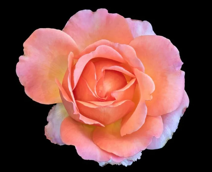 Framed Print : Pastel color fine art still life bright floral macro flower image of a single isolated orange pink wide open rose Framed Print : Pastel color fine art still life bright floral macro flower image of a single isolated orange pink wide open rose