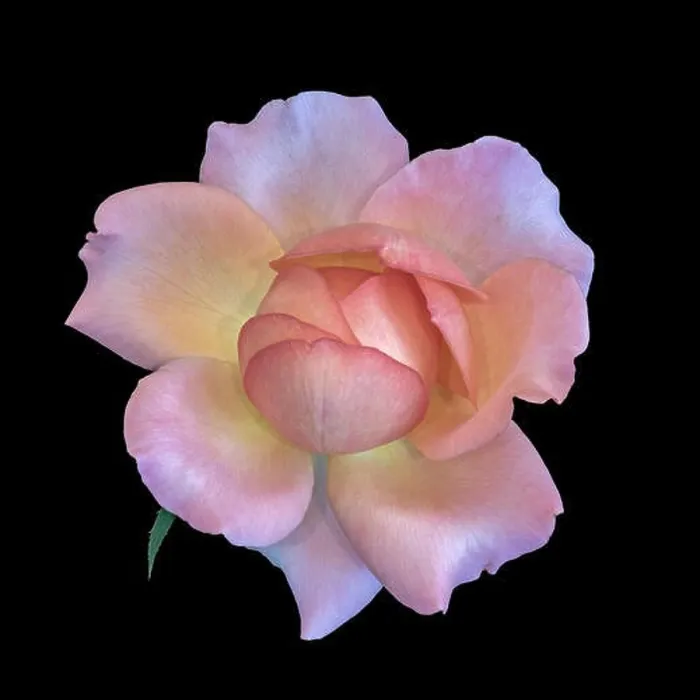 Framed Print : Pastel color fine art still life bright floral macro flower image of a single isolated orange pink yellow rose blossom Framed Print : Pastel color fine art still life bright floral macro flower image of a single isolated orange pink yellow rose blossom