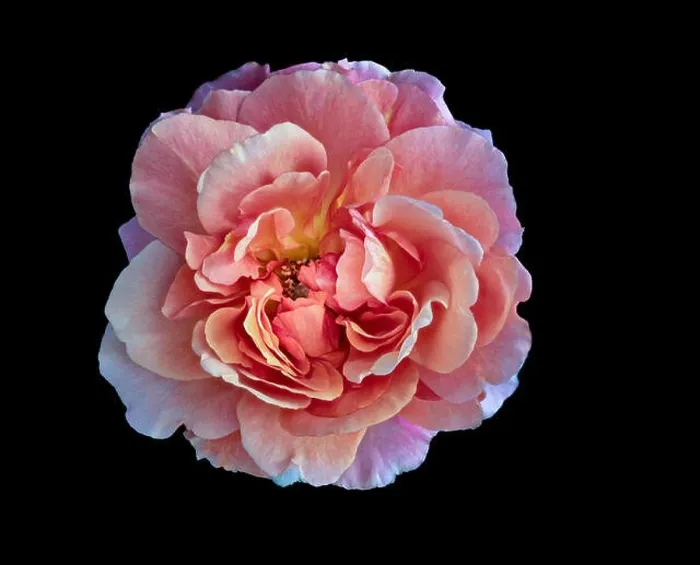 Framed Print : Pastel color fine art still life bright floral macro flower image of a single isolated pink wide open rose blossom Framed Print : Pastel color fine art still life bright floral macro flower image of a single isolated pink wide open rose blossom