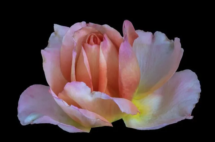 Framed Print : Pastel color fine art still life bright floral macro flower image of a single isolated pink yellow orange white rose Framed Print : Pastel color fine art still life bright floral macro flower image of a single isolated pink yellow orange white rose