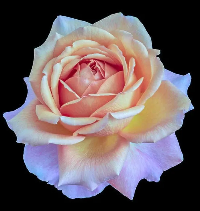 Framed Print : Pastel color fine art still life floral macro flower image of a single isolated flowering blooming rose blossom Framed Print : Pastel color fine art still life floral macro flower image of a single isolated flowering blooming rose blossom
