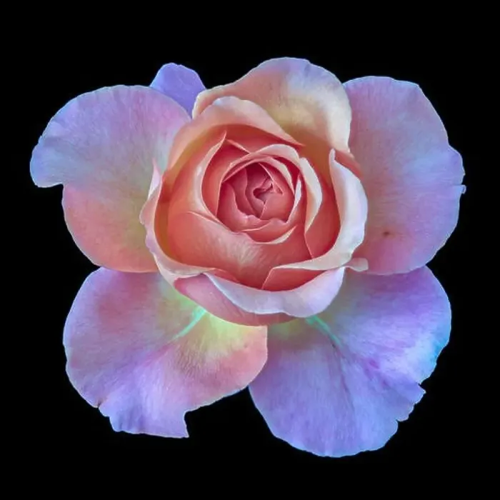 Framed Print : Pastel color fine art still life floral macro flower image of a single isolated red violet pink flowering blooming rose Framed Print : Pastel color fine art still life floral macro flower image of a single isolated red violet pink flowering blooming rose
