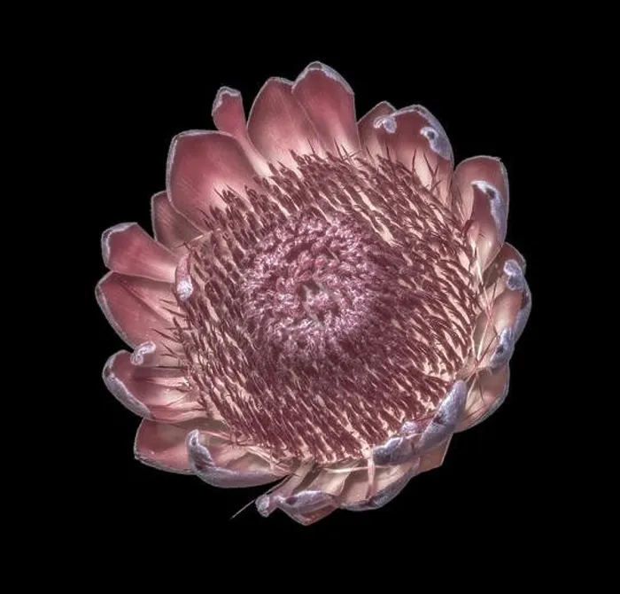 Framed Print : Pastel color fine art still life floral macro of a single isolated yellow red protea blossom Framed Print : Pastel color fine art still life floral macro of a single isolated yellow red protea blossom